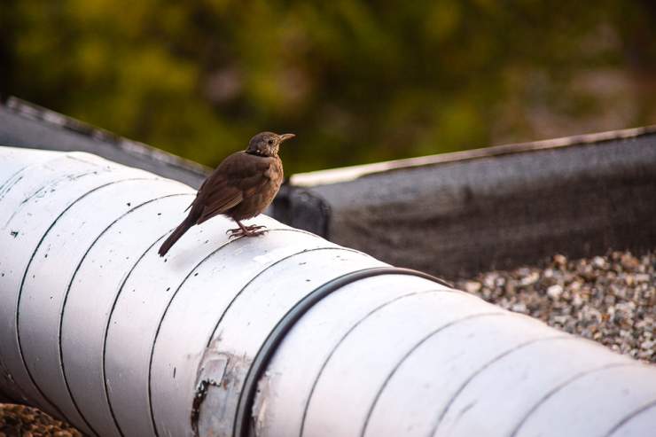 Comprendre la biodiversité avec la LPO Isère